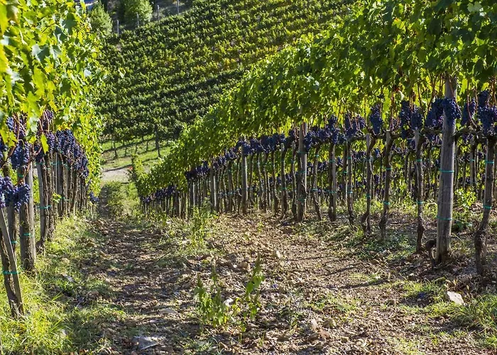 فيلة La Maccinaia 14 By Salogi *